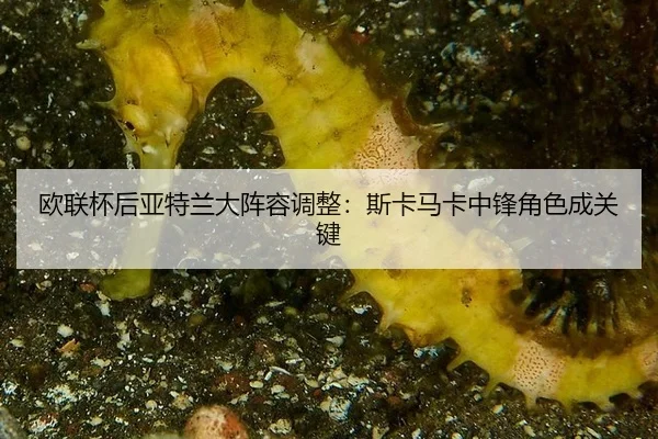 ou-lian-bei-hou-ya-te-lan-da-zhen-rong-tiao-zheng-si-ka-ma-ka-zhong-feng-jue-se-cheng-guan-jian-3-537.jpg